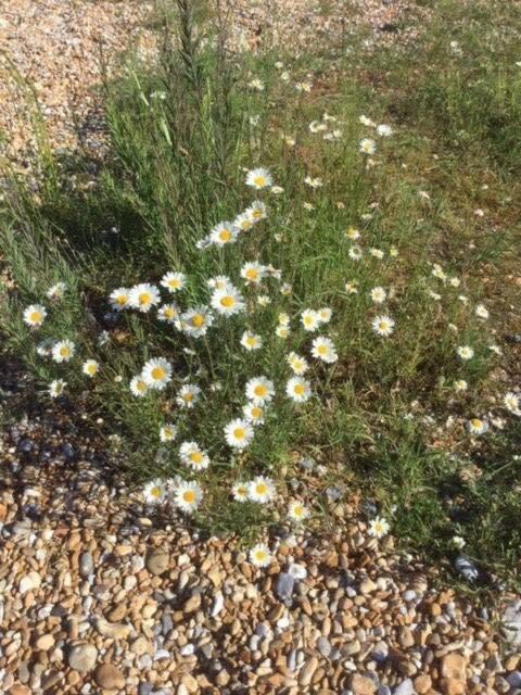 Mariner'S Cottage - On Kingsdown Beach Deal Esterno foto
